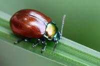 Chrysolina polita