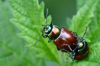 Chrysolina polita
