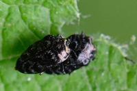 Trachys minutus