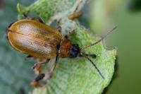 Lochmaea capreae