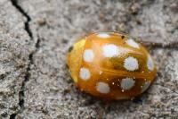 Vibidia duodecimguttata