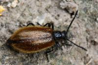 Lagria hirta