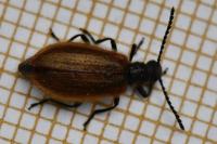Lagria hirta
