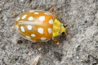 Halyzia sedecimguttata
