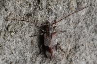 Exocentrus punctipennis