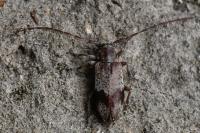 Exocentrus punctipennis