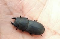 Dorcus parallelipipedus