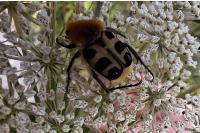 Trichius fasciatus