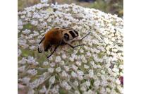 Trichius fasciatus
