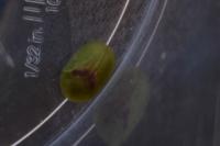 Cassida
