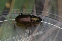 Agonum muelleri