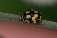 Propylea quatuordecimpunctata