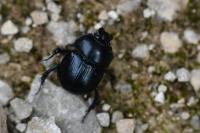 Anoplotrupes stercorosus