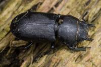 Dorcus parallelipipedus