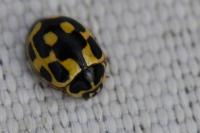 Propylea quatuordecimpunctata