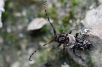 Pogonocherus hispidus