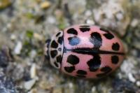 Oenopia conglobata