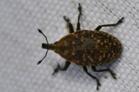 Larinus turbinatus