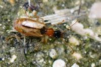 Demetrias atricapillus