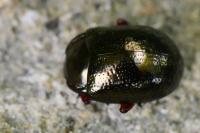 Chrysolina bankii