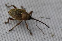 Curculio glandium