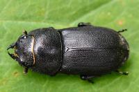 Dorcus parallelipipedus