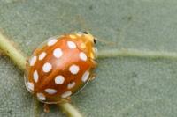 Halyzia sedecimguttata