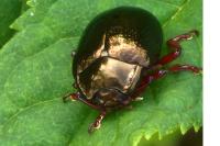 Chrysolina bankii