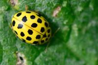 Psyllobora vigintiduopunctata
