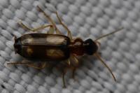 Dromius quadrimaculatus