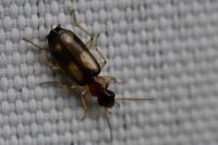 Dromius quadrimaculatus
