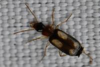 Dromius quadrimaculatus