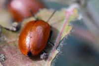 Chrysomela populi