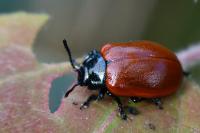 Chrysomela populi