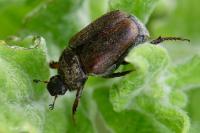 Hoplia philanthus