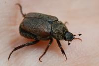 Hoplia philanthus