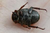 Hoplia philanthus
