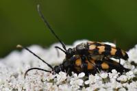 Leptura quadrifasciata