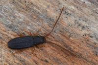 Uleiota planatus