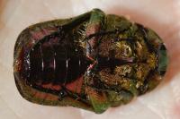Cetonia aurata