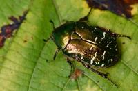 Cetonia aurata