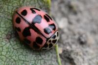 Oenopia conglobata
