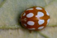 Calvia decemguttata