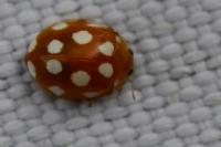 Vibidia duodecimguttata