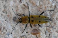 Chlorophorus glabromaculatus