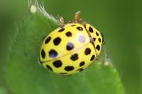 Psyllobora vigintiduopunctata