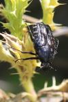Oxythyrea funesta