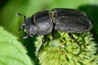 Dorcus parallelipipedus