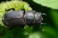 Dorcus parallelipipedus