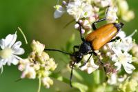 Stictoleptura fulva
